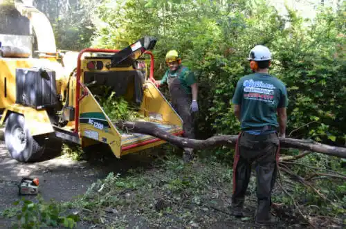 tree services Del Mar